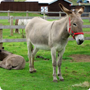Donkey Sounds APK