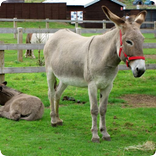 Donkey Sounds