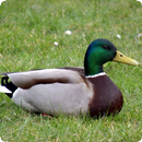 Duck Sounds APK