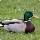 Duck Sounds icon