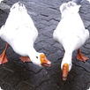 Goose Sounds APK