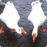 Goose Sounds