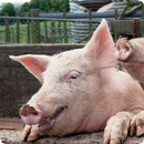 Pig Sounds APK