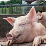 Pig Sounds