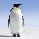 Penguin Sounds APK