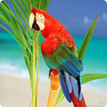 Parrot