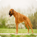 Hundetraining APK
