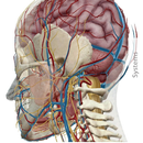 Menschliche Anatomie APK
