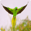 Papagei APK