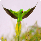 Parrot icon