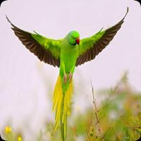 Parrot poster