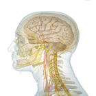 Human Anatomy Full simgesi