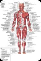 Anatomía humana completa Poster