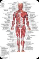 Anatomia Humana completa Cartaz