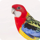 APK Parrot Tips