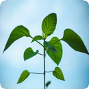 Plant Identification aplikacja