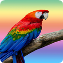 Parrot APK