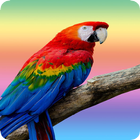 Parrot ikona