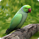 Parrot Guide APK