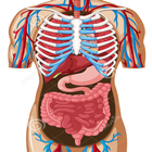 Human Anatomy Full biểu tượng