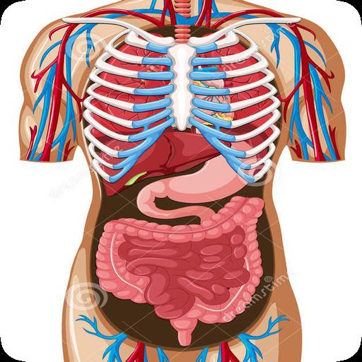 人体解剖学完整安卓下载 安卓版apk 免费下载