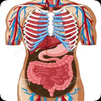 Anatomía humana completa Poster