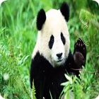 Fun Panda ikon