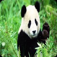 Fun Panda penulis hantaran