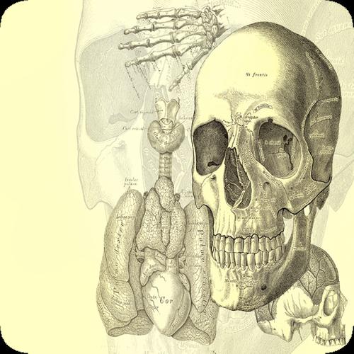 Android Icin Insan Anatomisi Apk Yi Indir