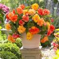 Plant Types