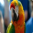 Parrot Sounds আইকন