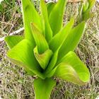 Identification des plantes icône