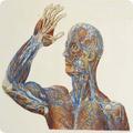 Human Anatomy