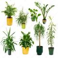 Las plantas de interior