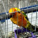 Parrot Cage Guide icône