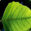 Plant Identification APK