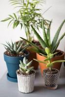 Indoor plants gönderen