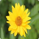 Plant Identification APK