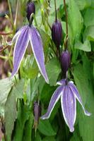 identificación de plantas captura de pantalla 1