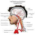 ”Human Anatomy