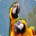 Parrot Sounds