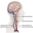 Human Anatomy icône