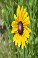 Identificação de Plantas imagem de tela 1