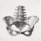 Human Anatomy simgesi