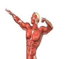 Desarrollo muscular Poster