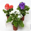 Tipos de plantas