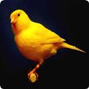 Canary Sounds APK
