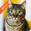 comportement de chat
