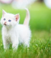 猫の行動 スクリーンショット 1