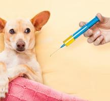 hond vaccinaties-poster